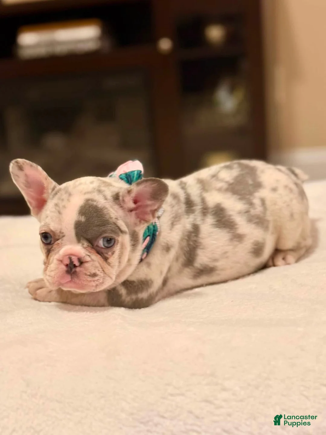 French Bulldog dogs for sale: 8 - Blue Merle Female - Ad 2