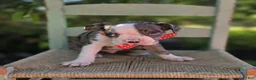 Boston Terrier dogs for sale: Duke - Ad 5