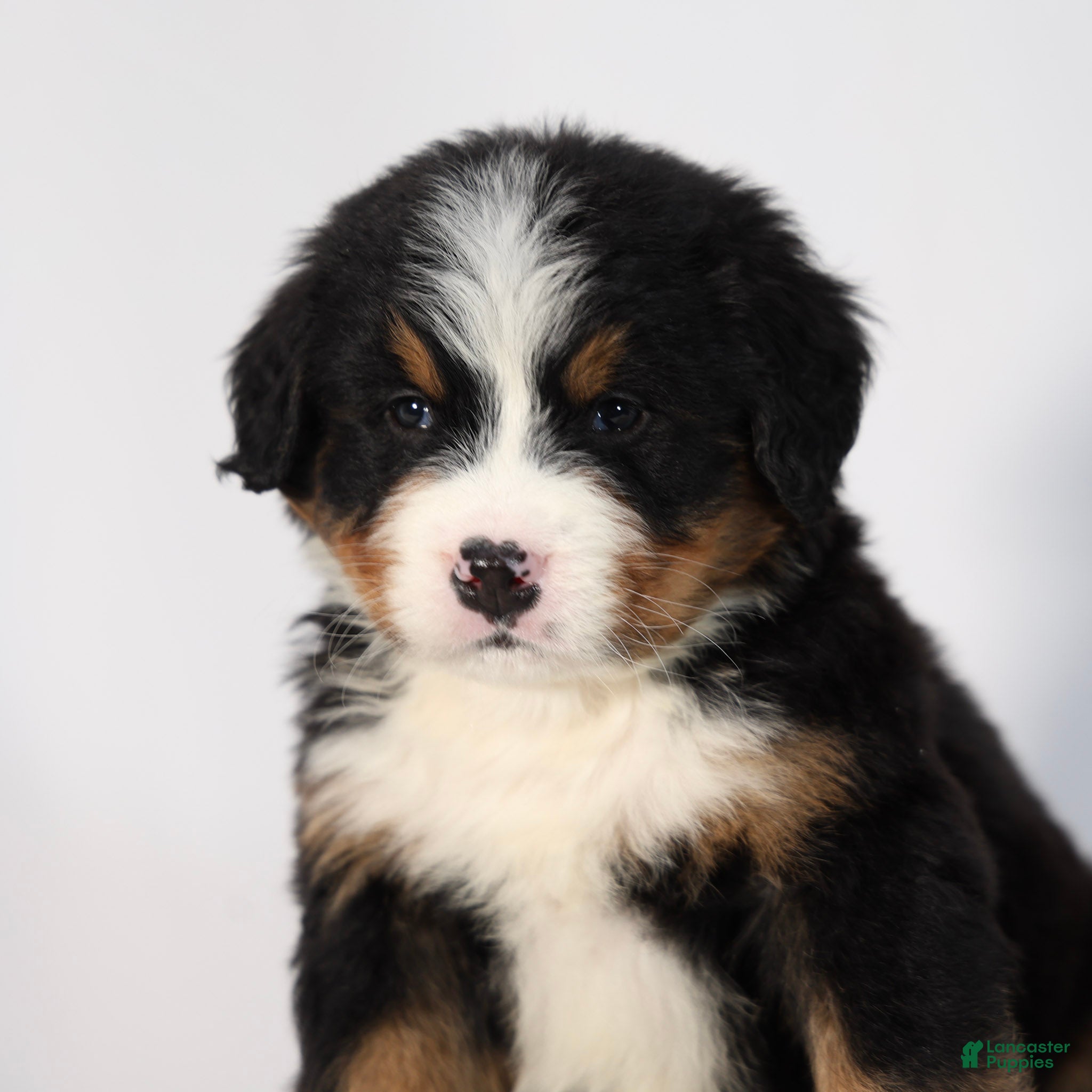Bernese Mountain Dog dogs Rocco - Ad 1