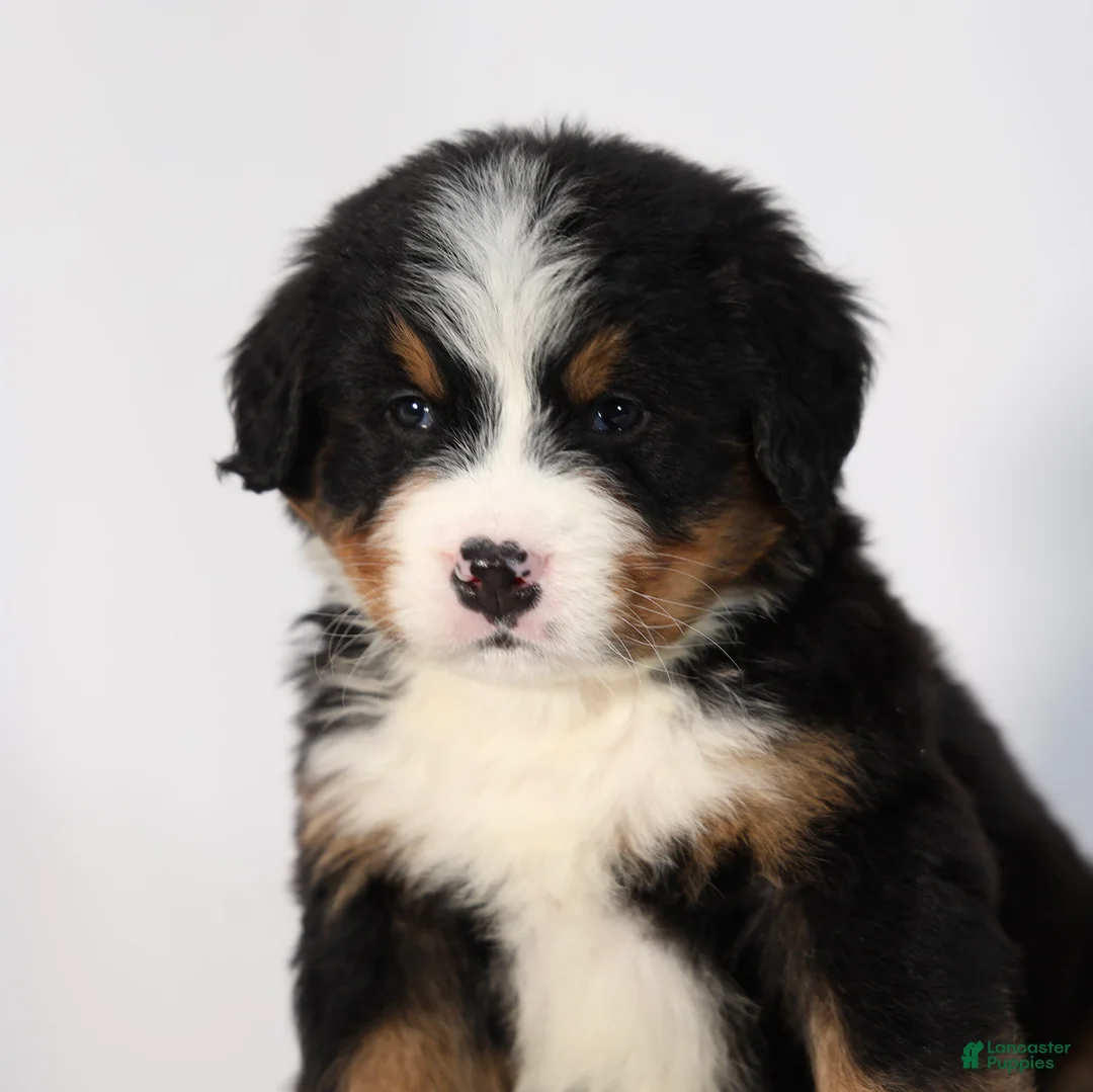 Bernese Mountain Dog dogs for sale: Rocco - Ad 1