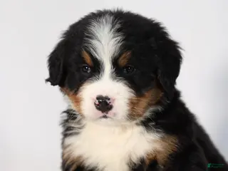 Bernese Mountain Dog dogs for sale: Rocco - Ad 4