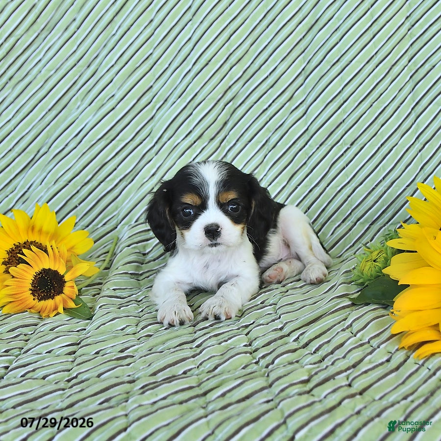 Cavalier King Charles Spaniel dogs Tyler - Ad 2