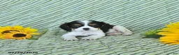 Cavalier King Charles Spaniel dogs for sale: Tyler - Ad 2