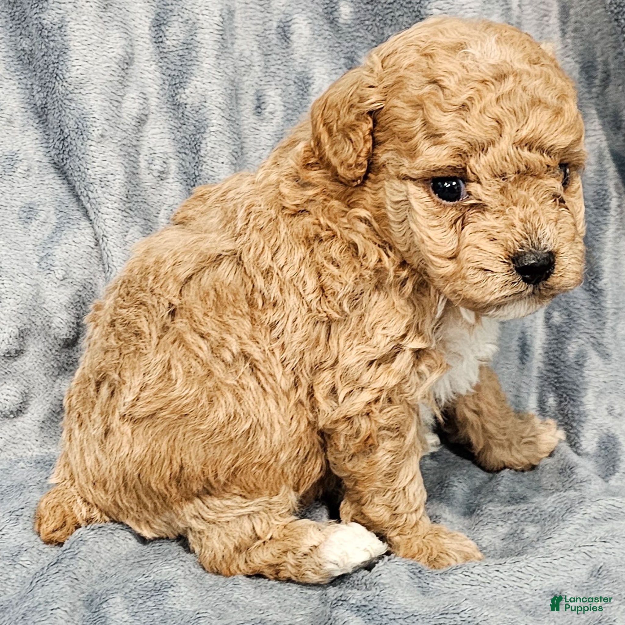 Standard Poodle dogs Carson - Ad 14