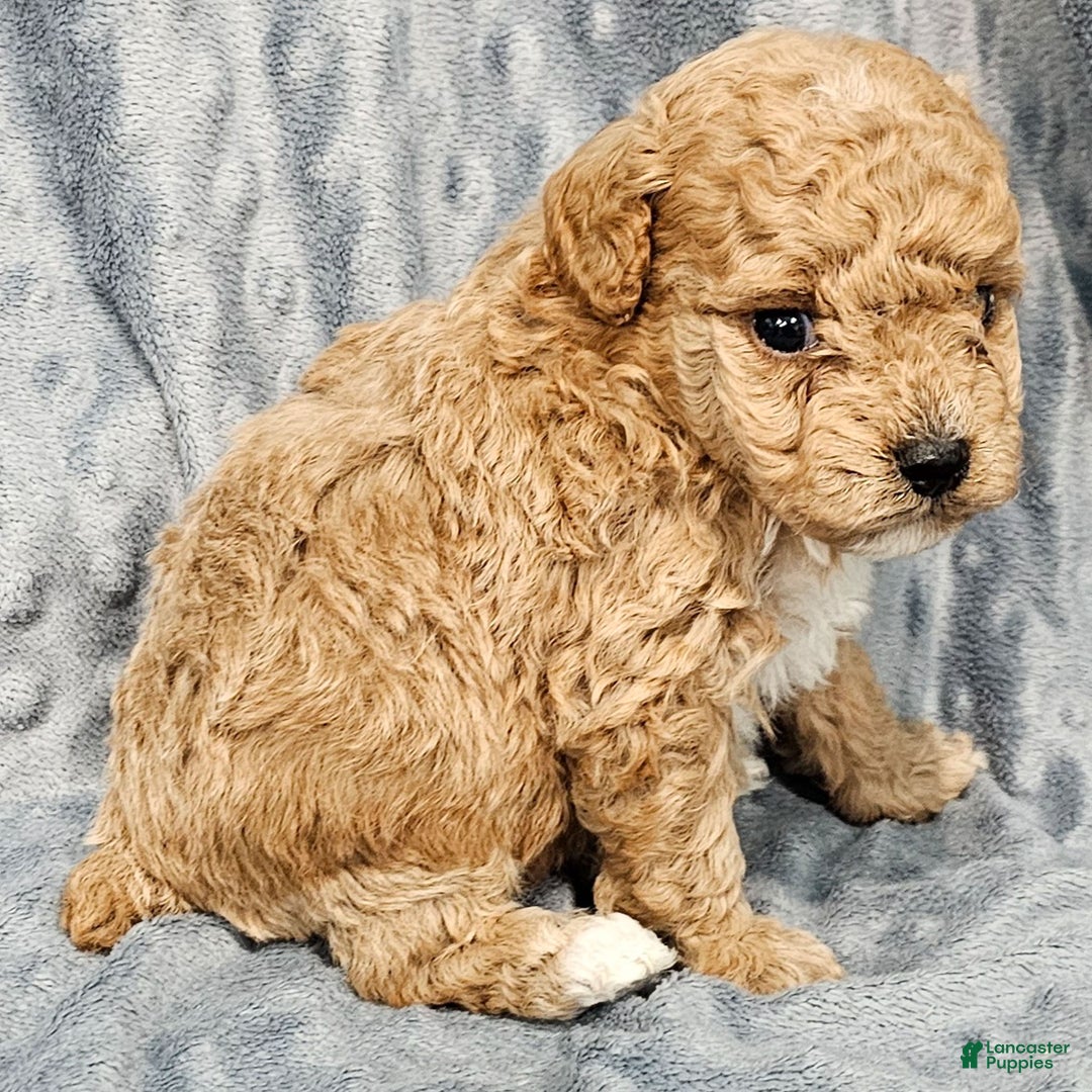 Standard Poodle dogs for sale: Carson - Ad 1