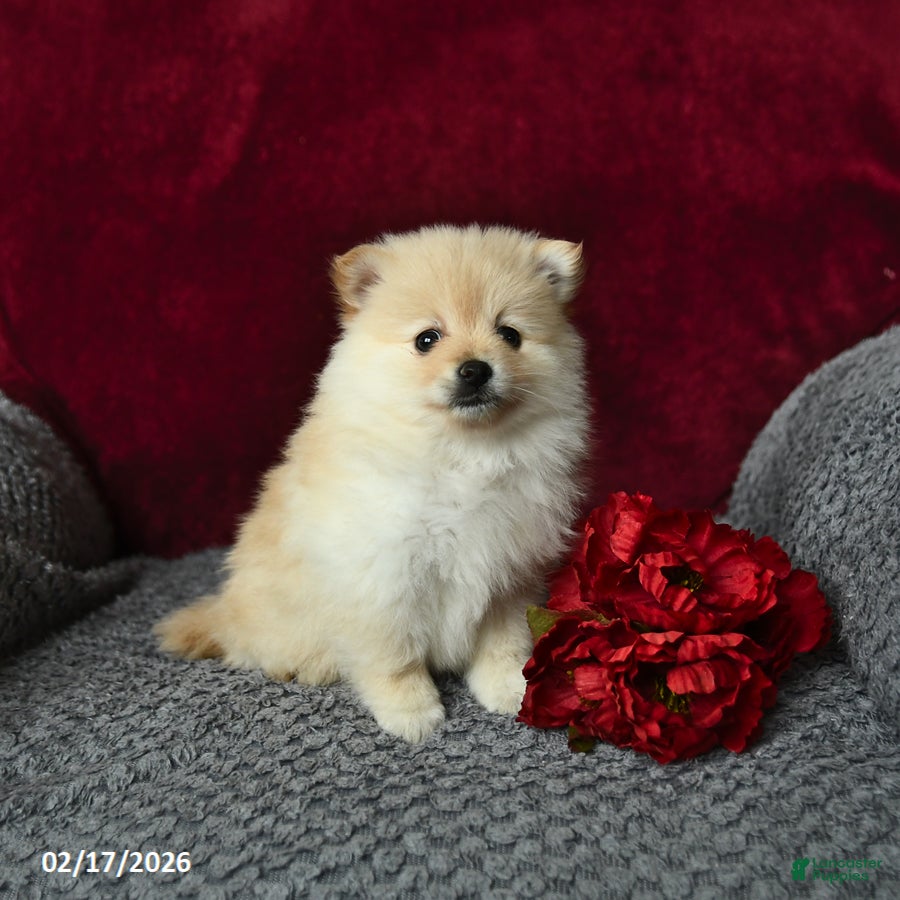 Pomeranian dogs Sparkey   - Ad 2