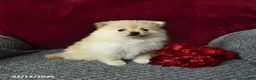 Pomeranian dogs for sale: Sparkey   - Ad 2