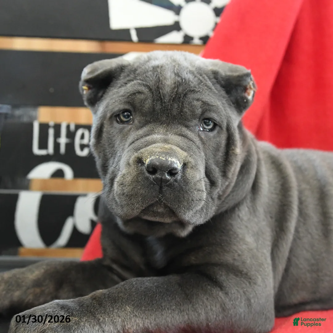 Cane Corso dogs for sale: Gia - Ad 5