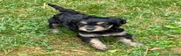 Mini Bernedoodle dogs for sale: Annie - Ad 4