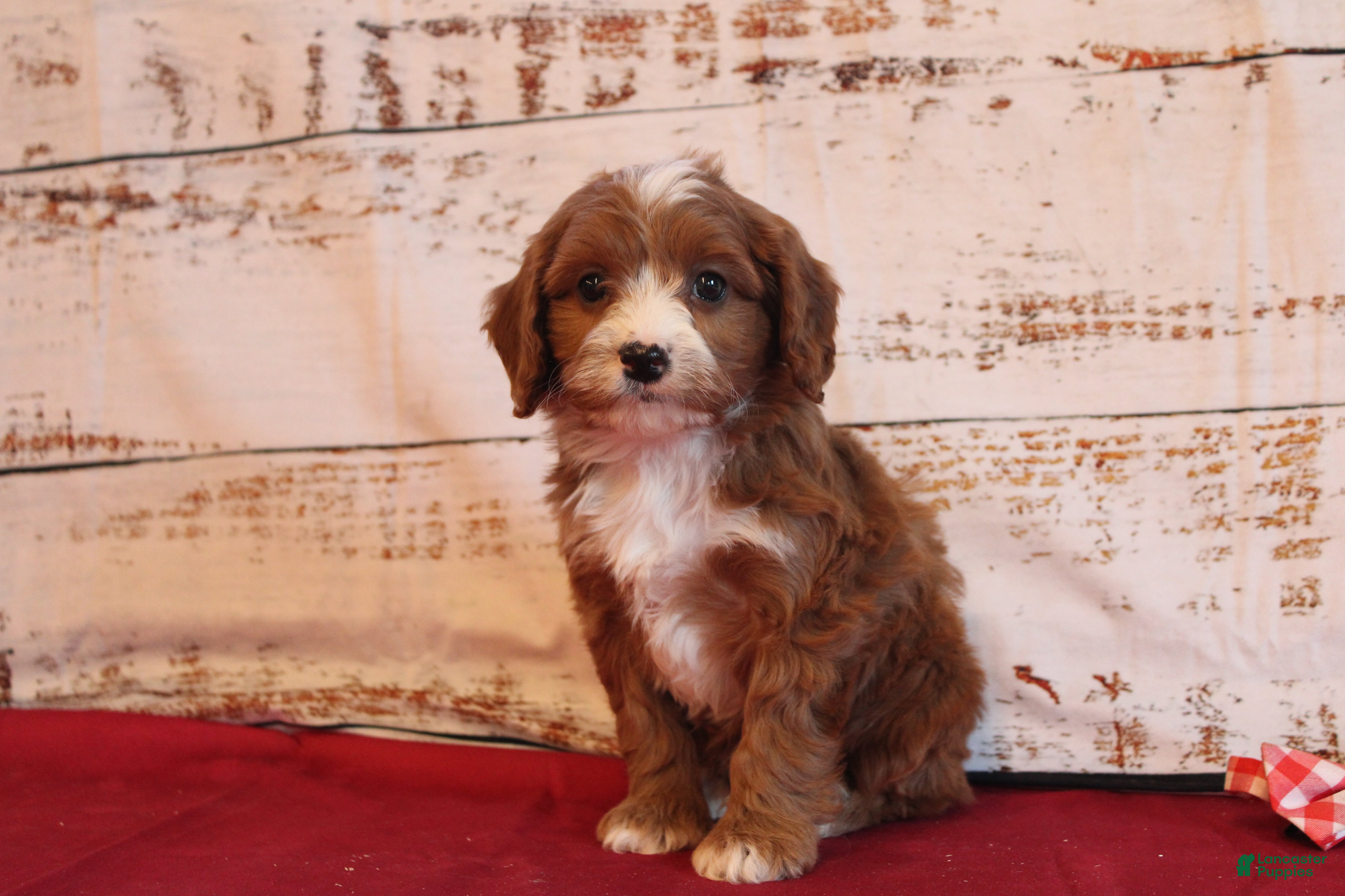 Cavapoo dogs Kole - Ad 2