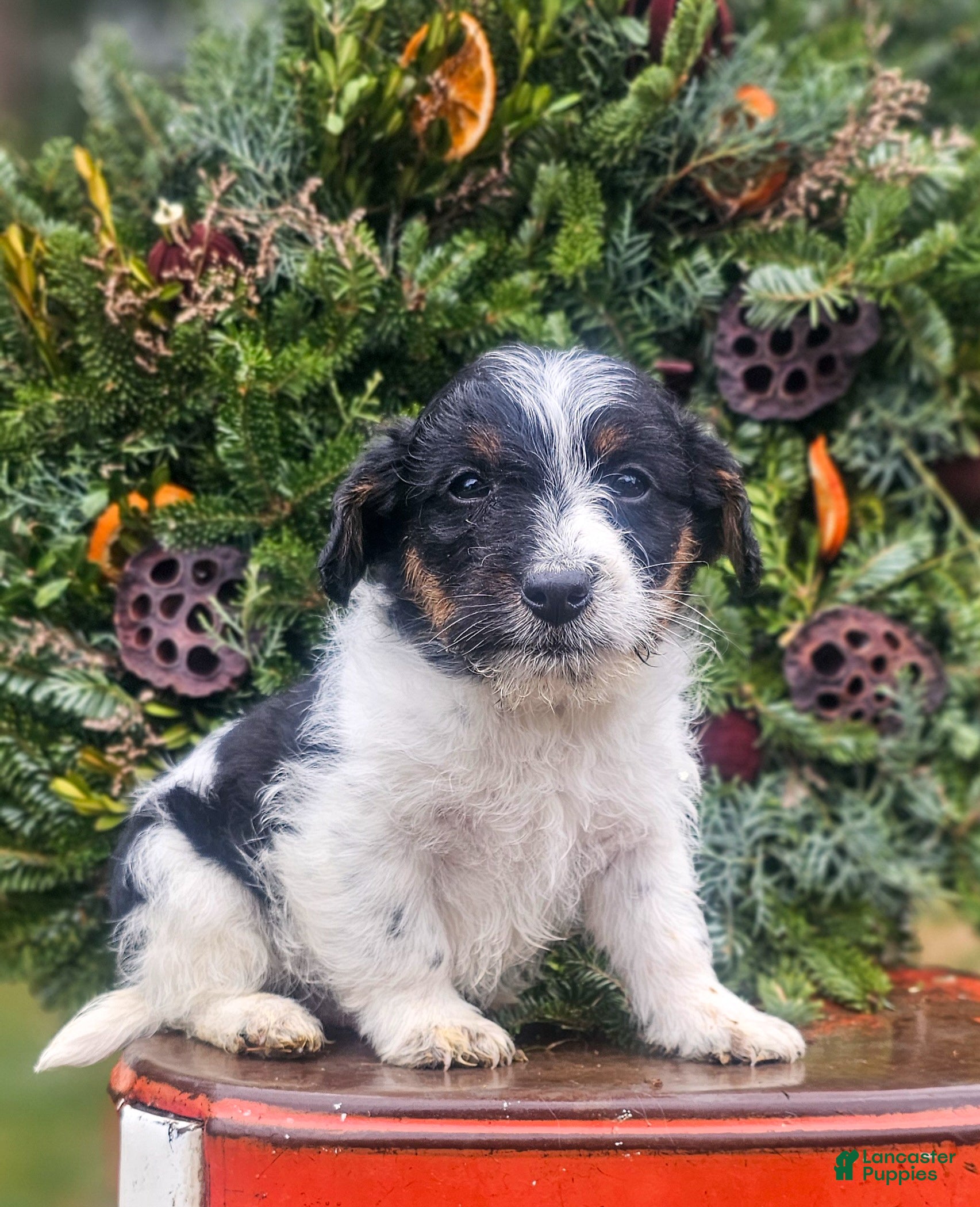 Jackapoo dogs Joseph  - Ad 3