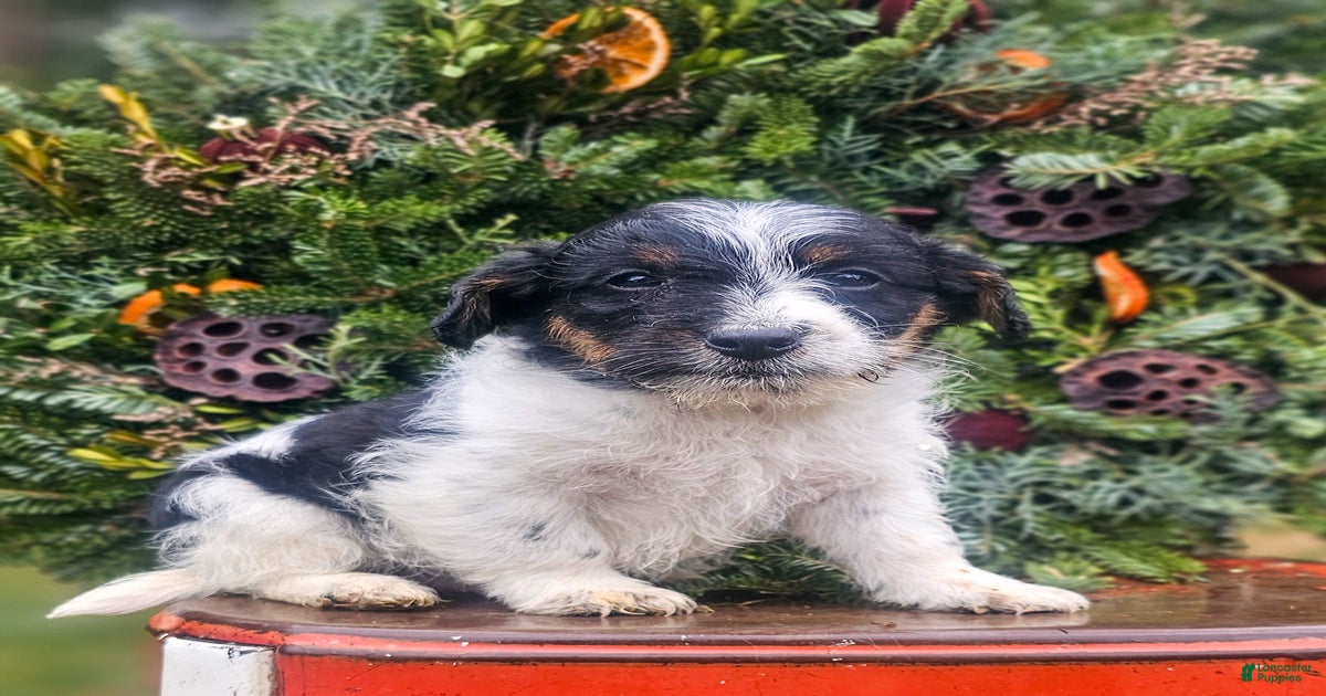 Joseph for sale in Mohnton | Lancaster Puppies