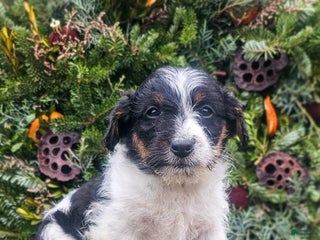 Jackapoo dogs Joseph - Ad 4