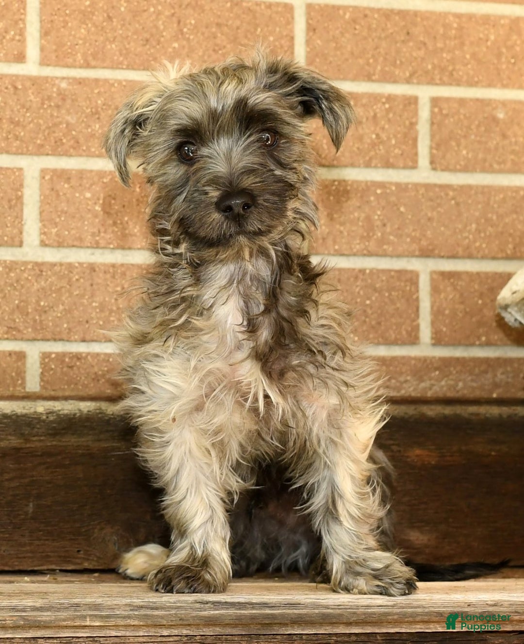 Morkie dogs for sale: Dallas - Ad 3