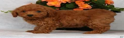 Havapoo dogs for sale: Fern - Ad 4