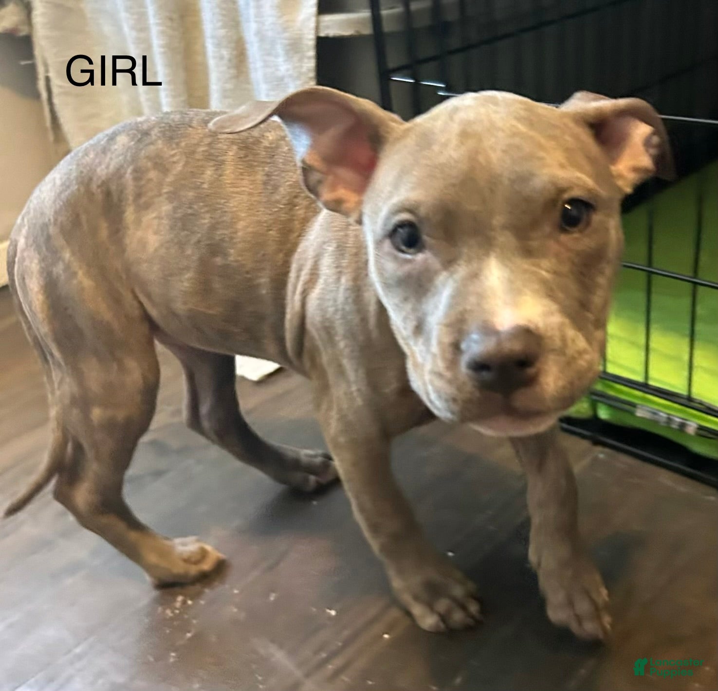 American Bully dogs American Bully Puppy 7 - Ad 38