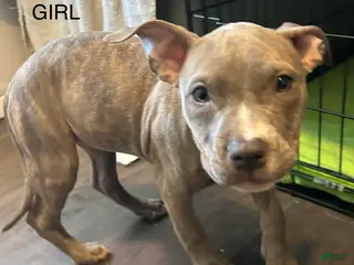 American Bully dogs American Bully Puppy 7 - Ad 38