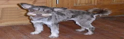 Schnoodle dogs for sale: Roxie - Ad 7