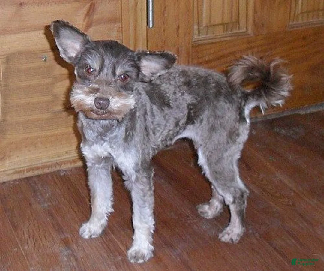 Schnoodle dogs for sale: Roxie - Ad 7
