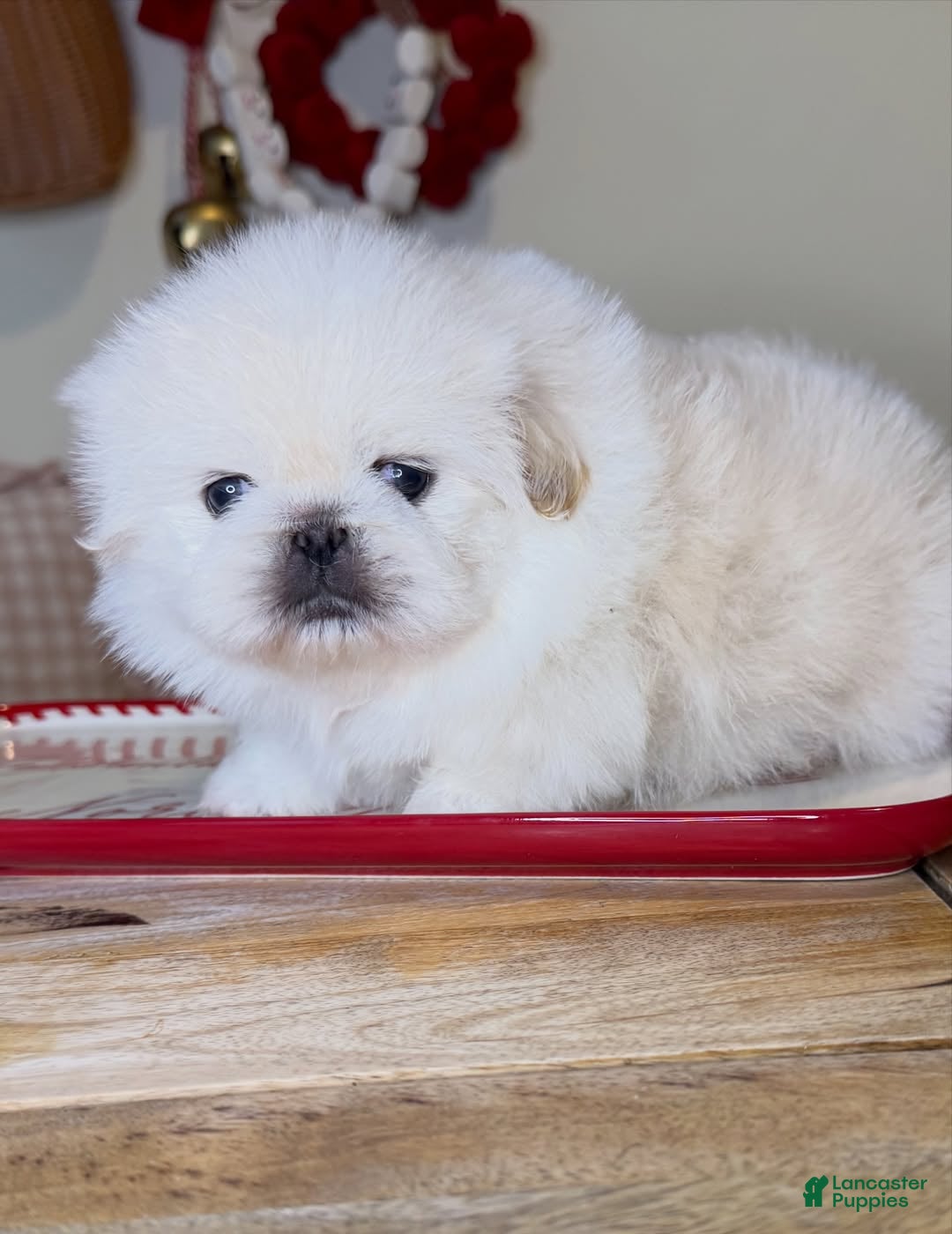 Pekingese dogs for sale: Finn - Ad 9