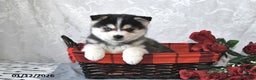 Pomsky dogs for sale: Archie - Ad 3