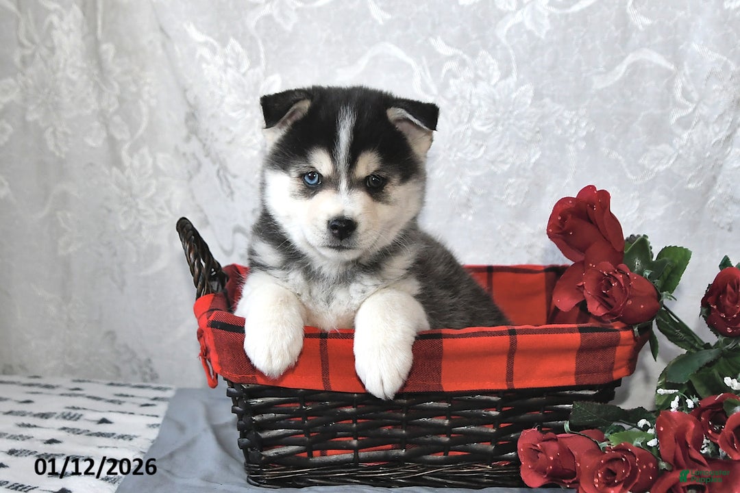 Pomsky dogs for sale: Archie - Ad 3