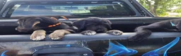 Mixed Breed dogs for sale: Einstein - Ad 9