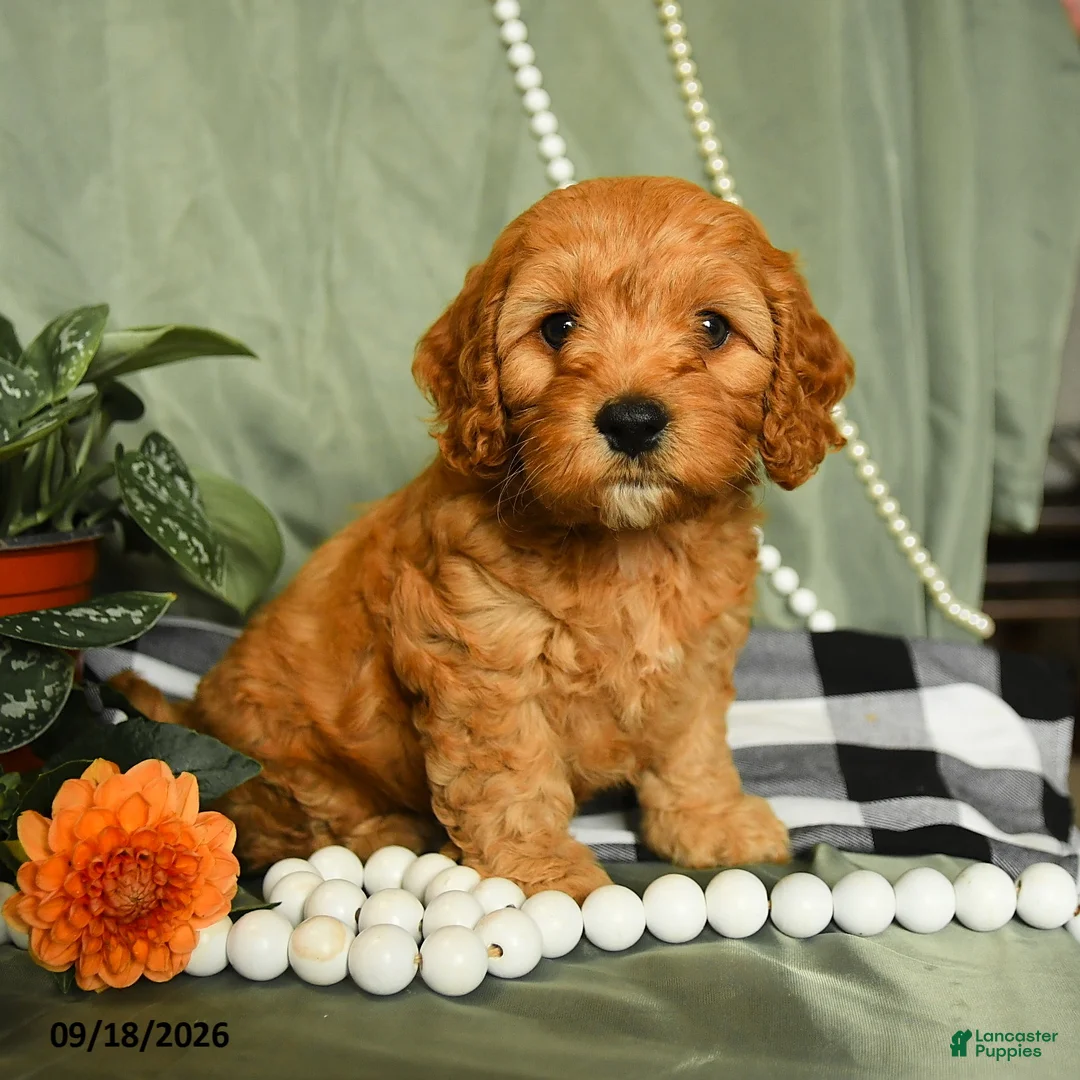 Cockapoo dogs for sale: Leif - Ad 2