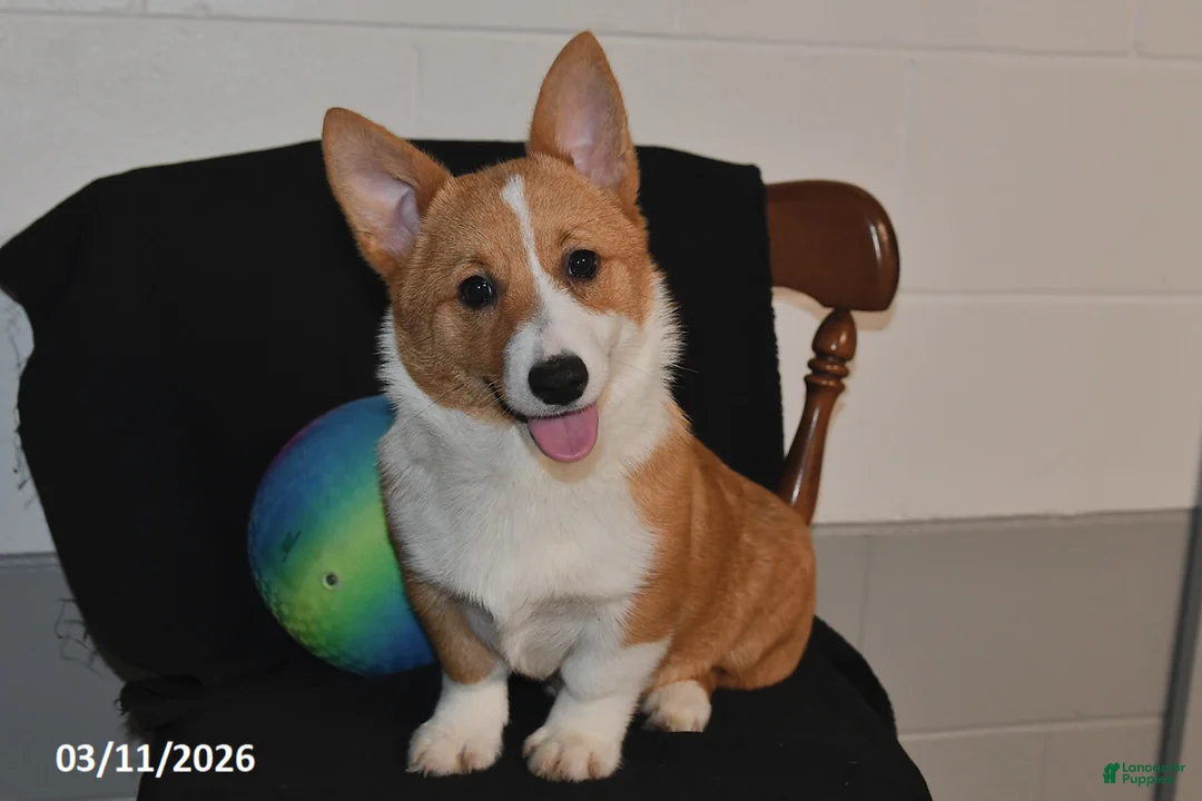 Welsh Corgi Pembroke dogs for sale: Crystal - Ad 1