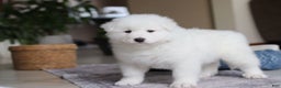 Samoyed dogs for sale: Hank - Ad 8