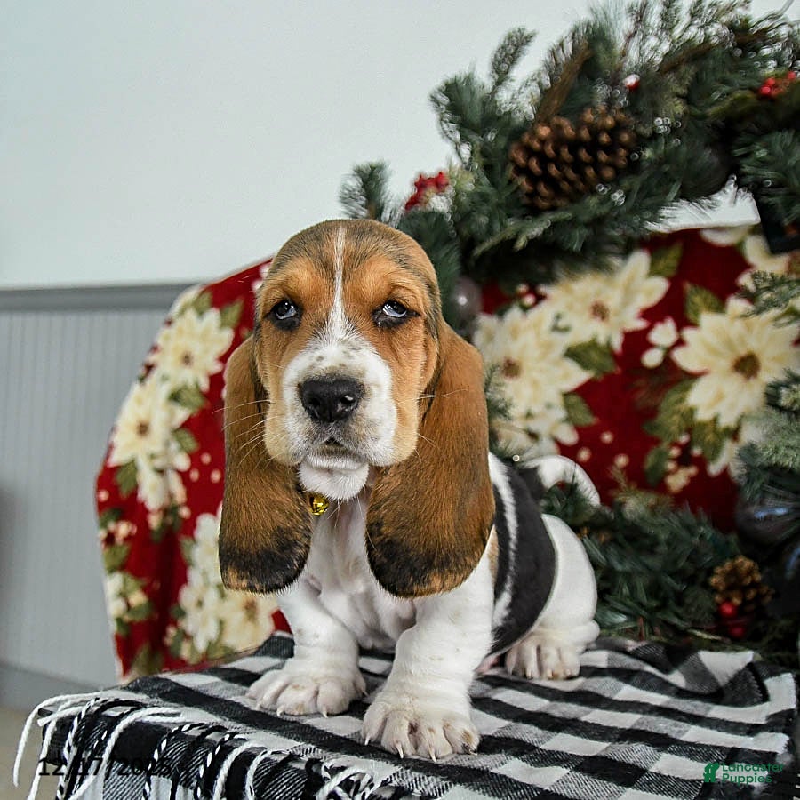 Basset Hound dogs Flash - Ad 18