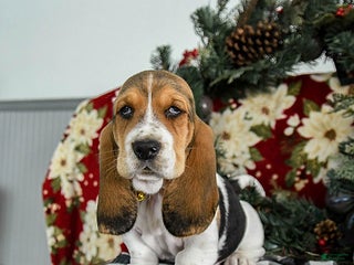 Basset Hound dogs Flash - Ad 18