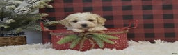 Miniature Poodle dogs for sale: Mikk - Ad 1