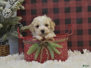 Miniature Poodle dogs Mikk - Ad 31