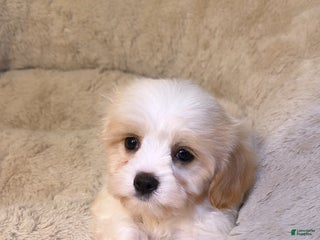 Maltipoo dogs - Ad 9