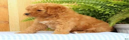 Mini Goldendoodle dogs for sale: Cora - Ad 3