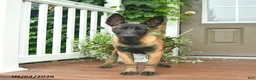 Belgian Malinois dogs for sale: Rosy  - Ad 3