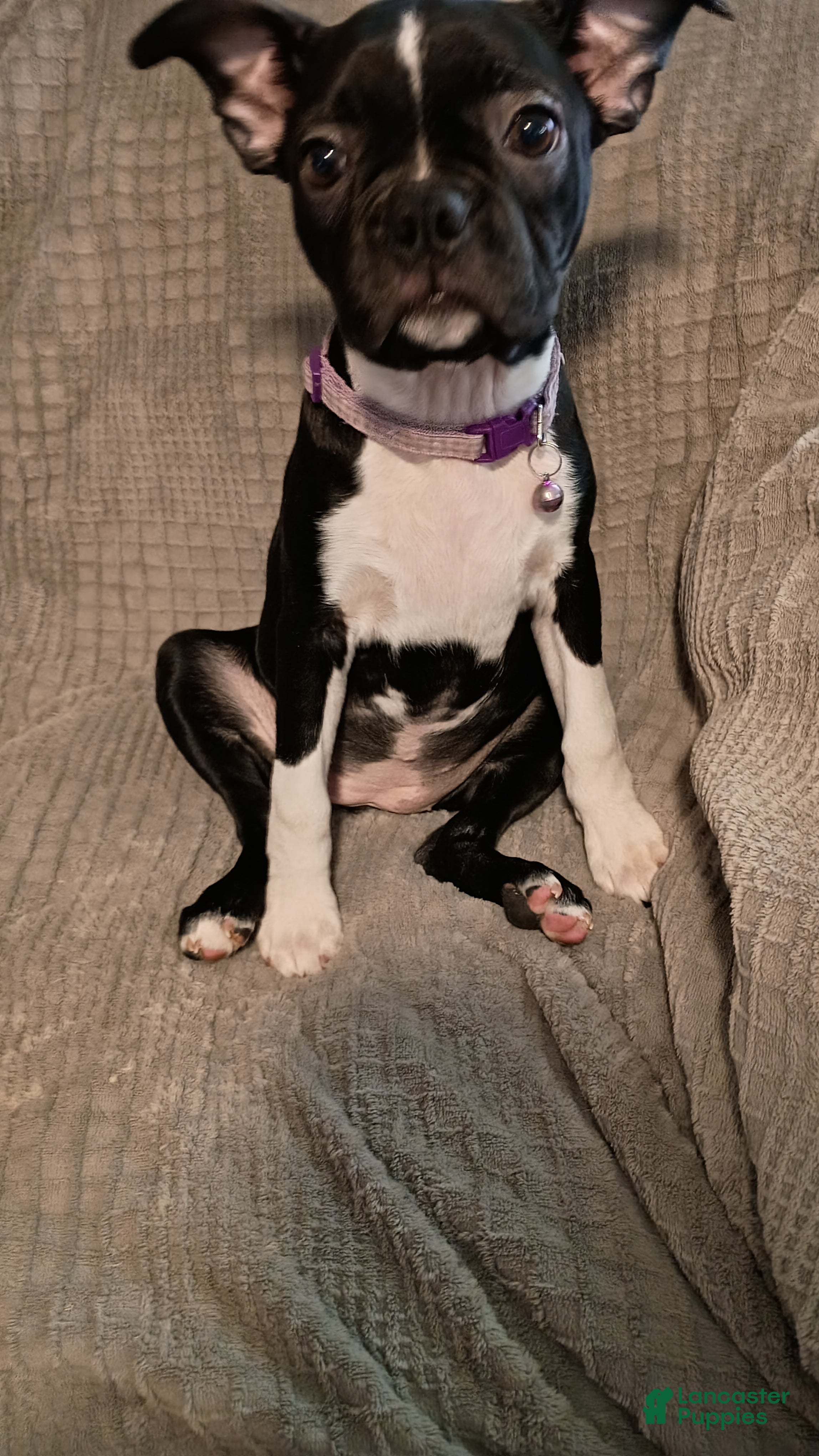 Boston Terrier dogs Boston Terrier Puppy 4 - Ad 1