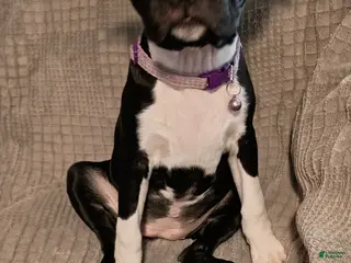 Boston Terrier dogs Boston Terrier Puppy 4 - Ad 1