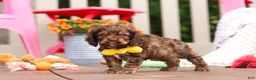 Cocker Spaniel dogs for sale: Milo - Ad 4