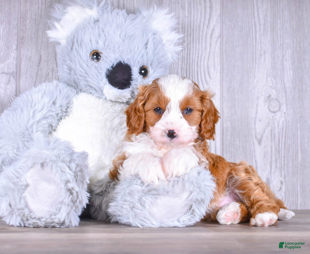 Cavapoo dogs for sale: Tony - Ad 4