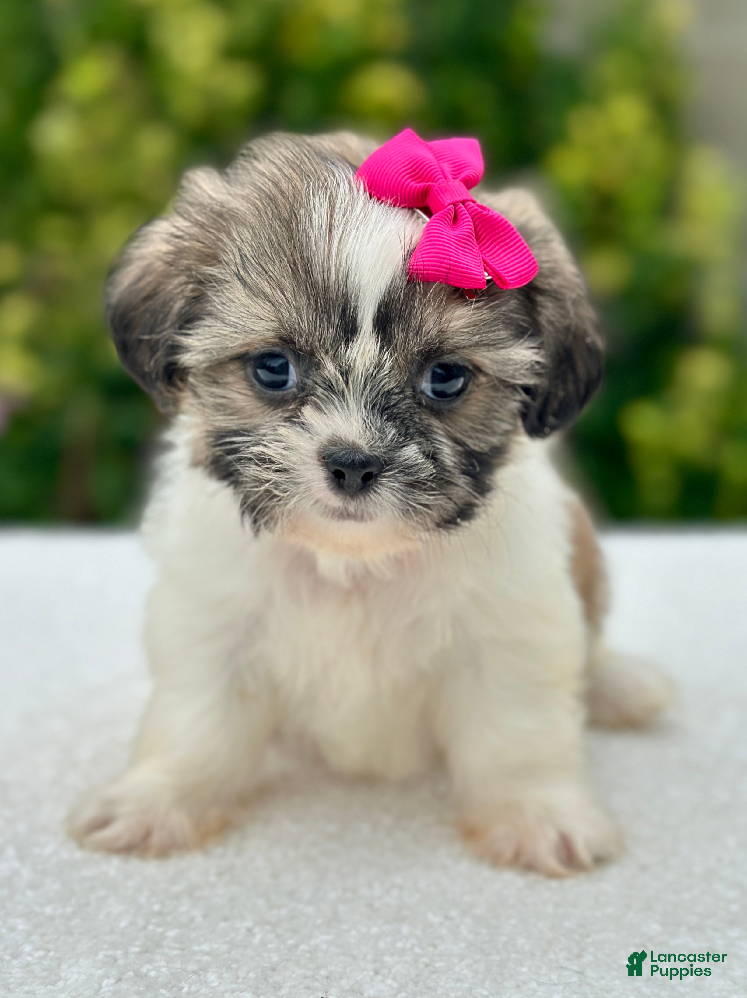 Shih Tzu dogs Girl Rosy 0823 - Ad 2