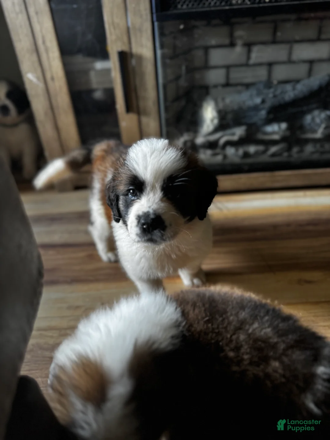 Saint Bernard dogs for sale: Female 1 – Little Princess - Ad 2