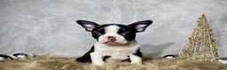 Boston Terrier dogs for sale: Jasper - Ad 7
