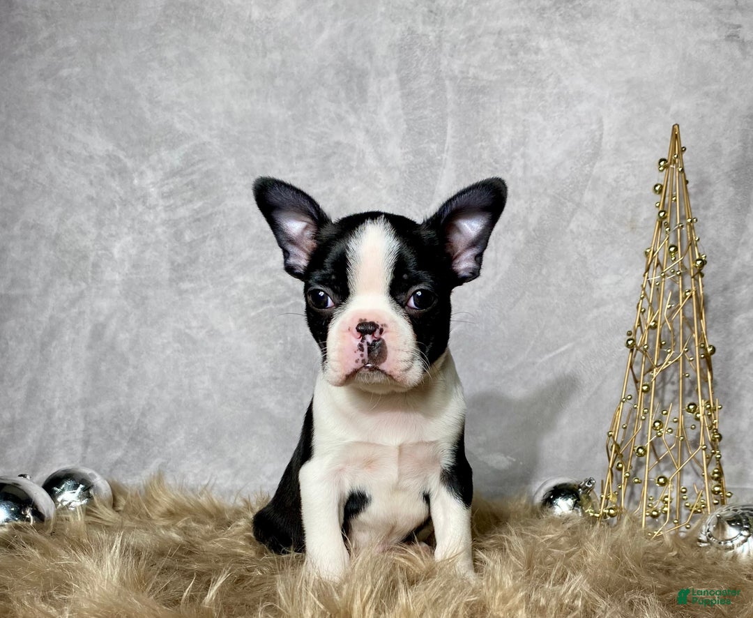Boston Terrier dogs for sale: Jasper - Ad 7