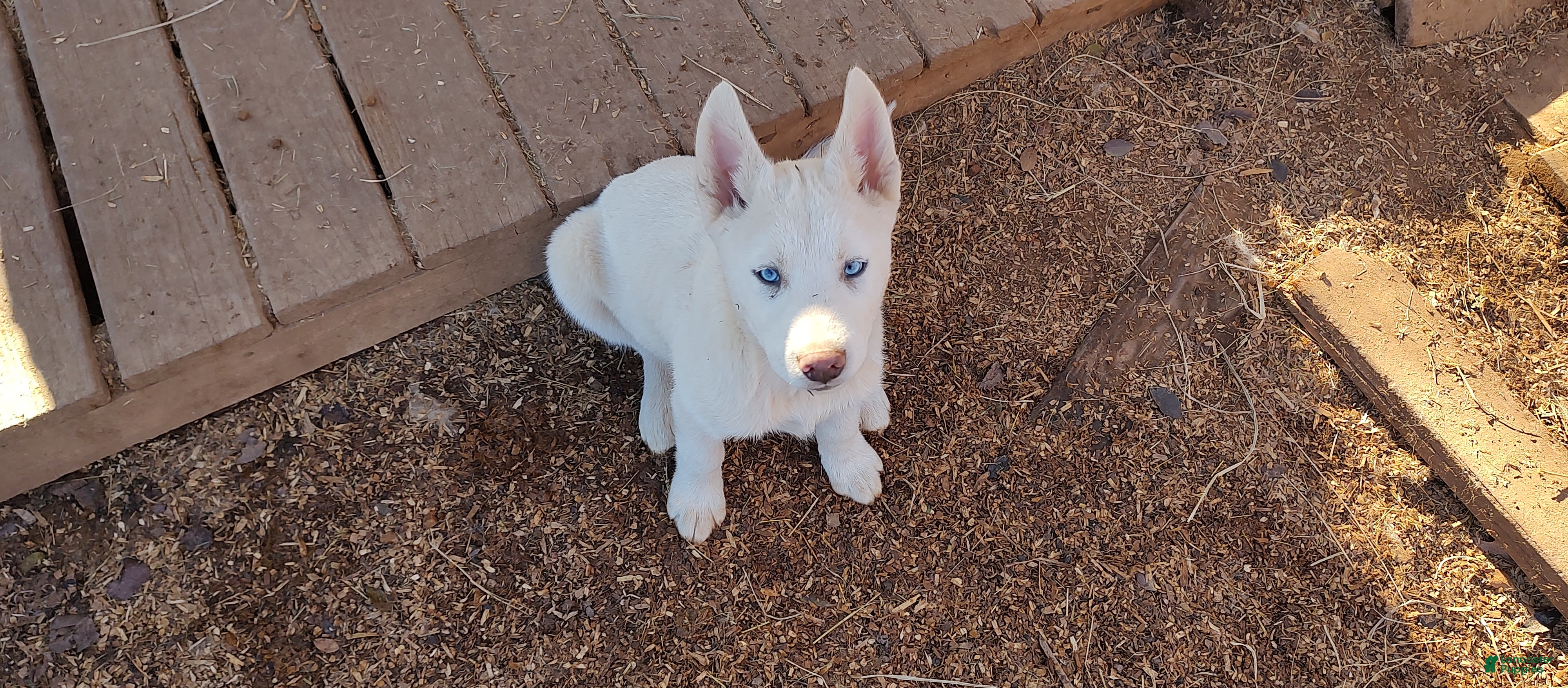 Siberian Husky dogs Siberian Husky Puppy 3 - Ad 13