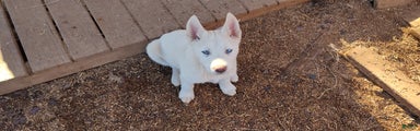 Siberian Husky Puppy 3