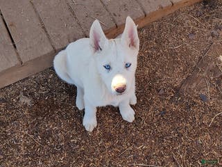 Siberian Husky dogs Siberian Husky Puppy 3 - Ad 13