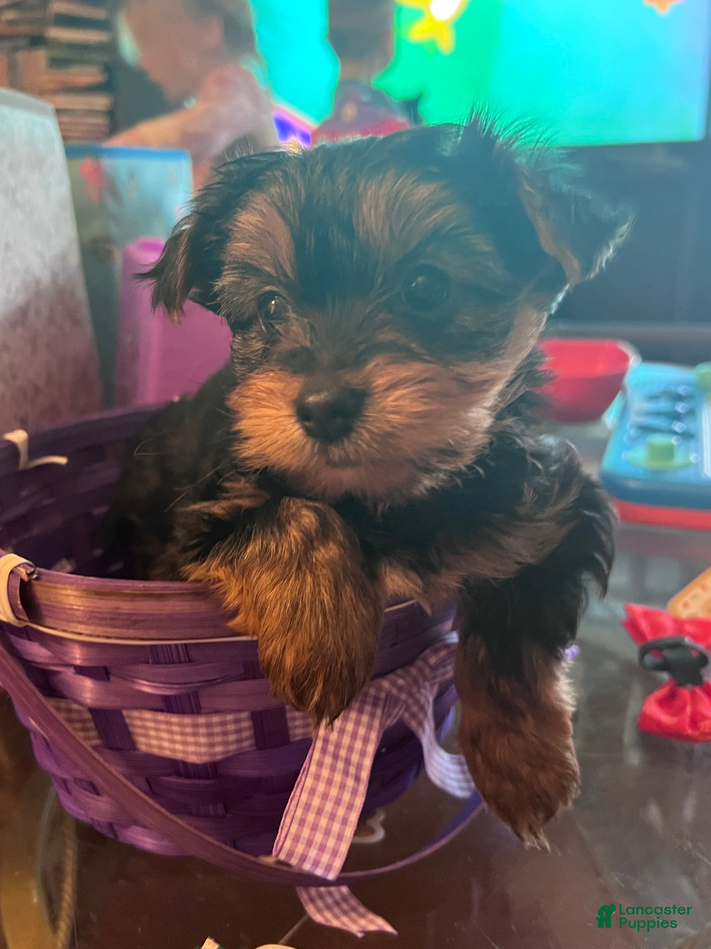Yorkshire Terrier dogs Yorkshire Terrier Puppy 5 - Ad 28