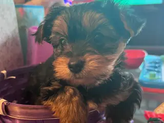 Yorkshire Terrier dogs Yorkshire Terrier Puppy 5 - Ad 29